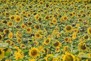 《生化危机》手游版部分细节公开 迷幻风大师天野喜孝加盟